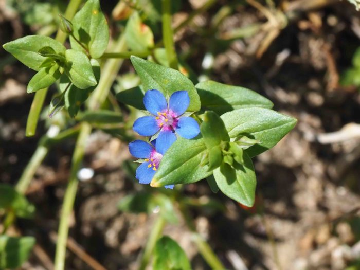 Lysimachia arvensus par Jacques Valiergue - Licence CC BY SA via Tela Botanica