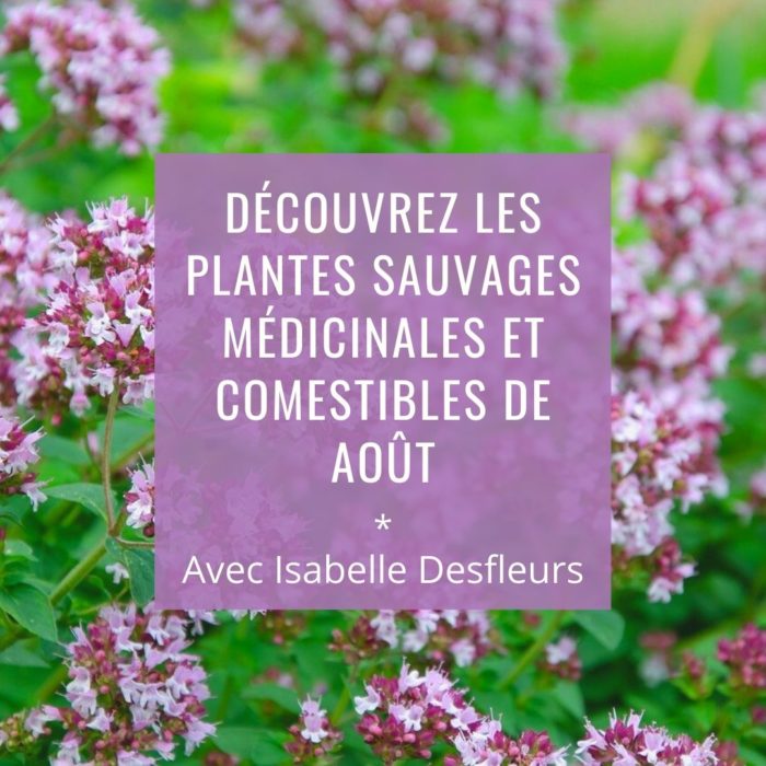 Sortie Plantes sauvages comestibles médicinales aout Paris