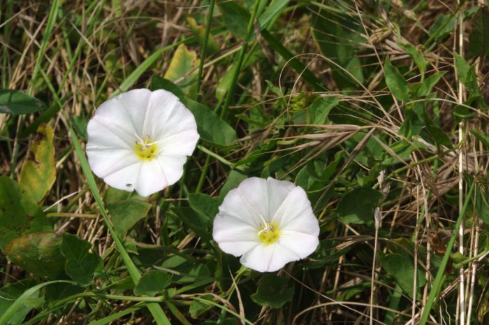 Convolvulus arvensis L. [1753][Dét. : Jean-Luc Gorremans]