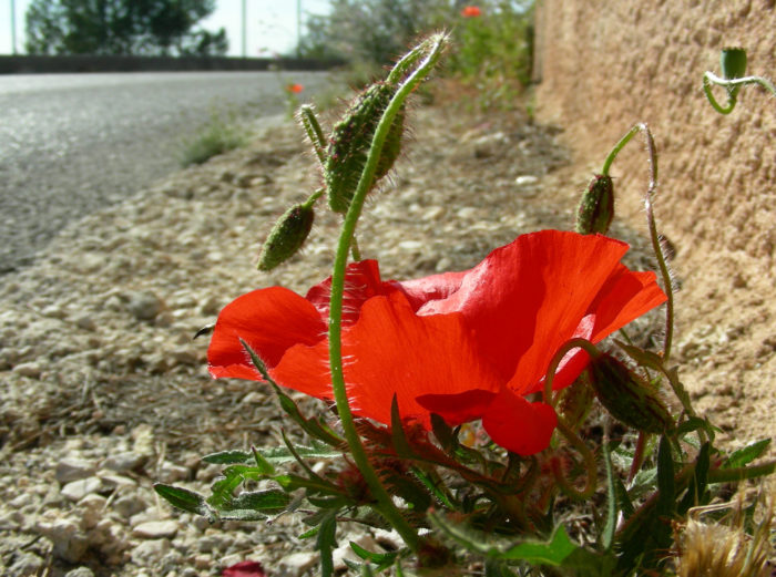 Papaver rhoeas l.