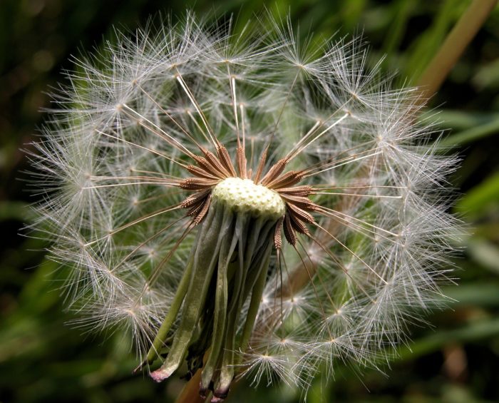 Taraxacum officinale