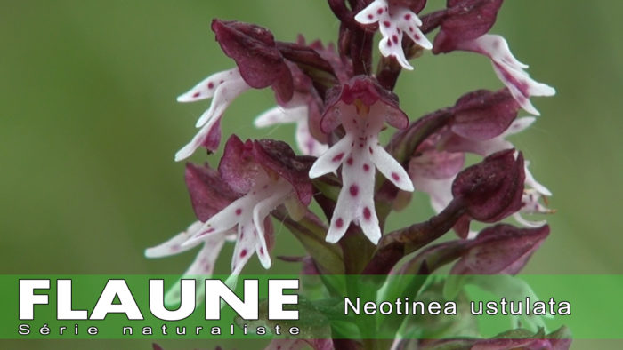 S3E02---Neotinea ustulata