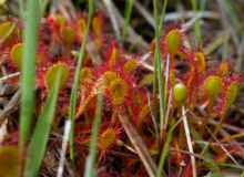 Drosera x obovata (Mert. & W.D.J.Koch) par Arthur Sanguet