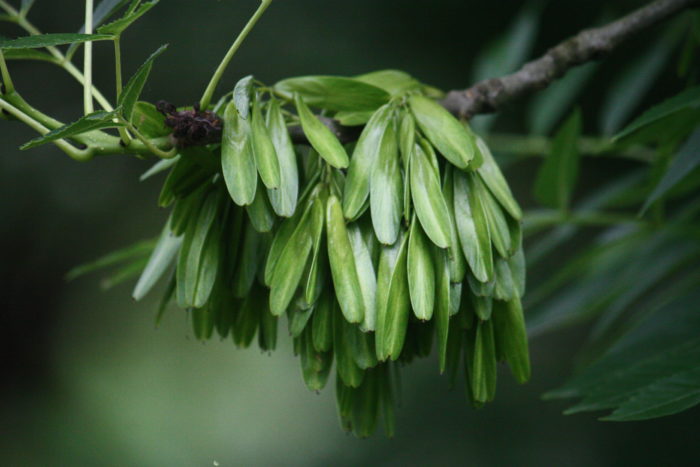 Fraxinus excelsior L. [1753] (bdtfx) par Hervé GOËAU