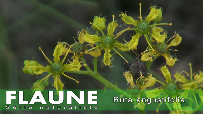 S3E05 - Ruta angustifolia