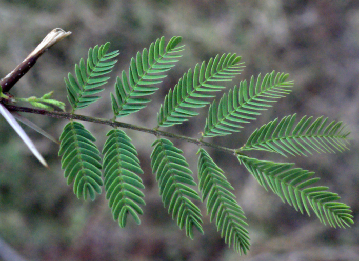 Acacia farnesiana (L.) Willd. par Liliane Roubaudi