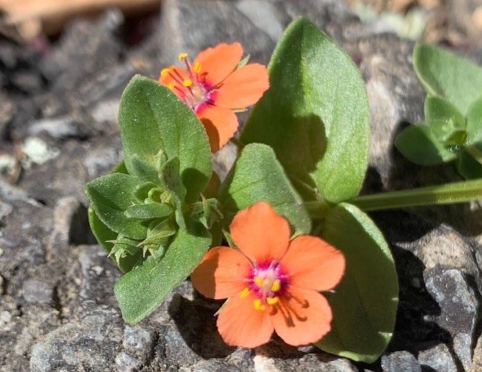 Emma.hipeaux - Lysimachia arvensis (L.) U.Manns & Anderb. - CC BY SA