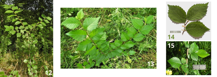 Allure générale des arbustes d'ormes et forme des feuilles