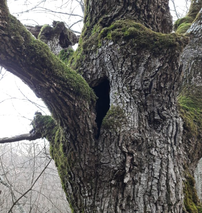 Arbre présentant le microhabitat :1.2.2 Trou de pourriture du tronc