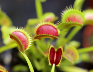 Pièges de Dionaea muscipula