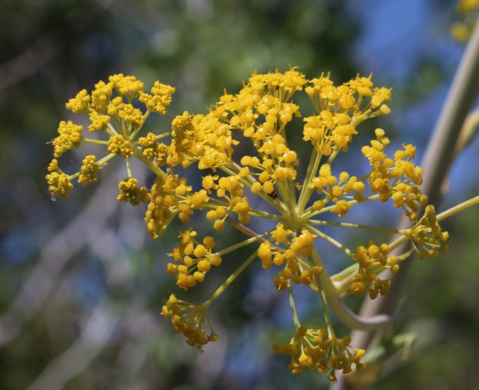 ferula_glauca (4)_rec