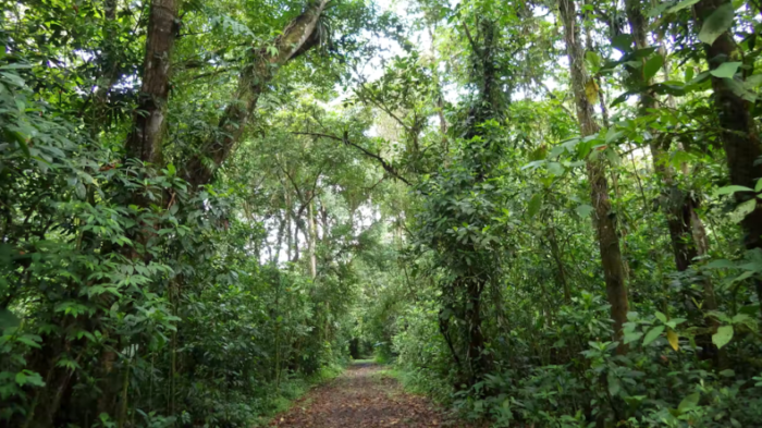 Dans le nord-est du Costa Rica, une forêt âgée de 32 ans ayant poussé sur d’anciens pâturages. Photographie de Robin Chazdon