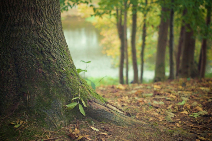 photographie de pied d'arbre