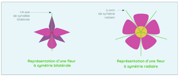 symétrie fleur