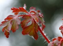 Geranium robertianum L. [1753] par Michel Guerin