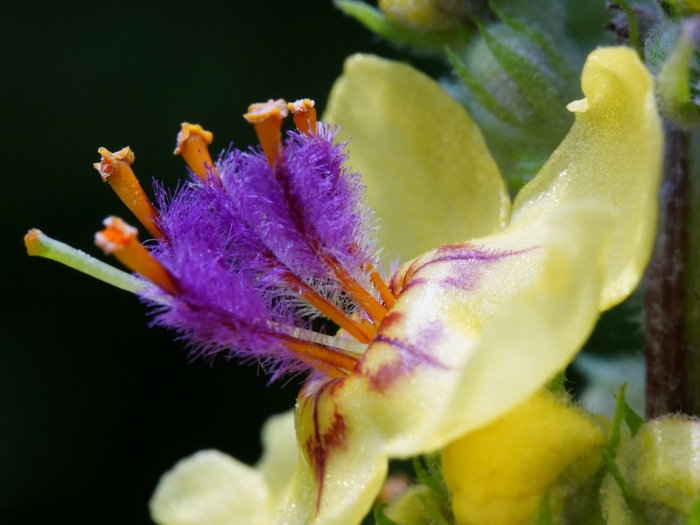 Verbascum nigrum subsp. nigrum par Liliane Pessotto