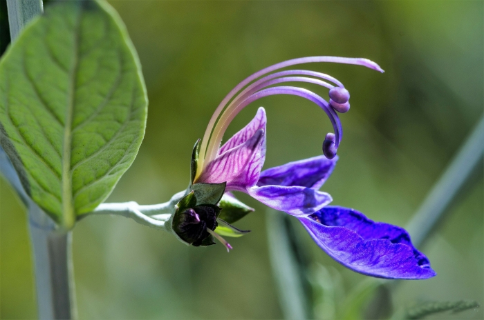 Teucrium fruticans L. par Daniel Petit