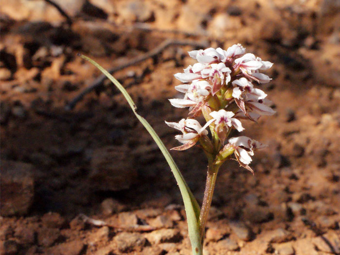 Photo de <i>Prasophyllum gibbosum</i> par Liliane Roubaudi