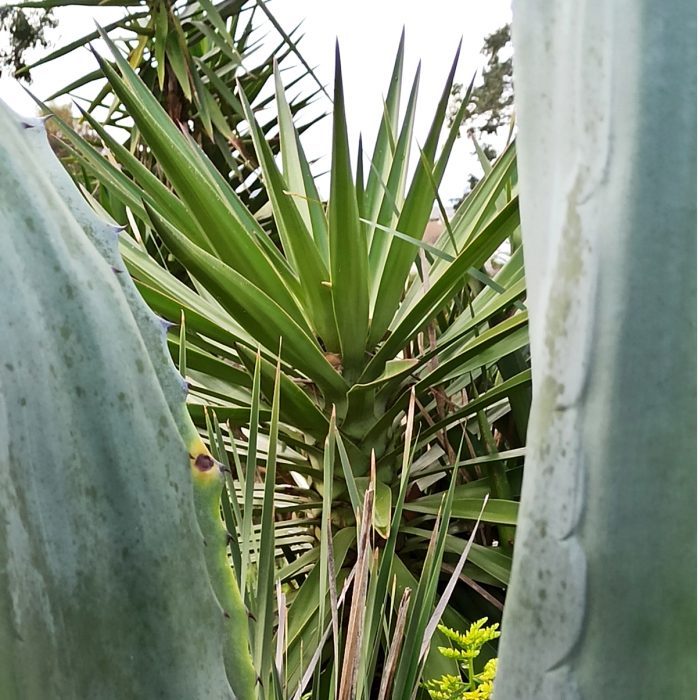 cours-dessin-botanique-jardin-exotique-roscoff