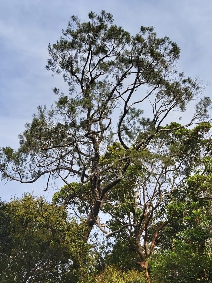 Pins du Tonkin sur le mont Bokor, province de Kampot (Photographie : Pascal Médeville)