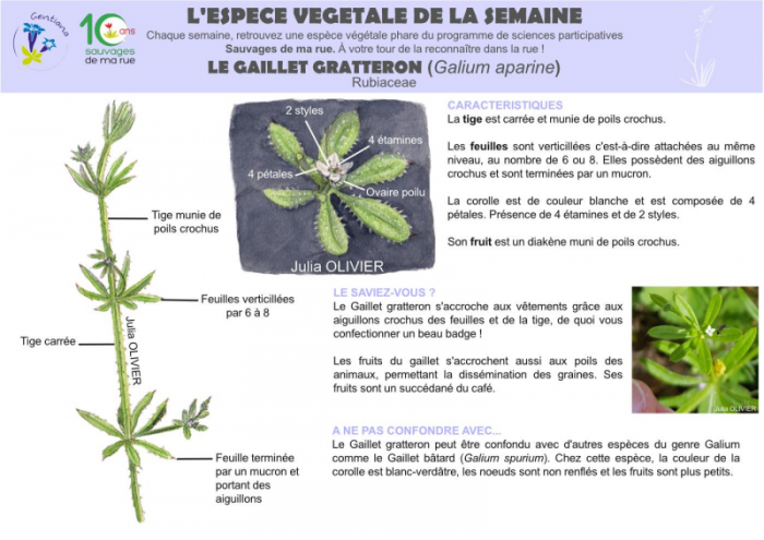 Galium-aparine-700px-page001