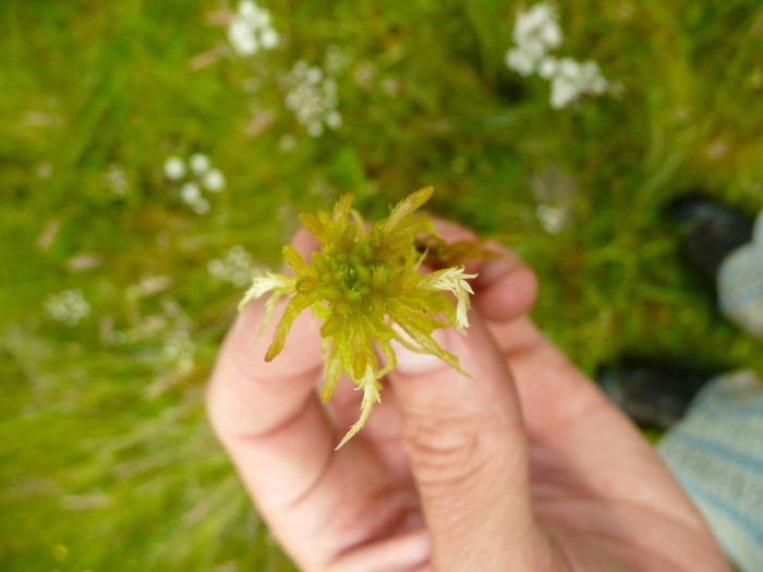 Observation des bryophytes