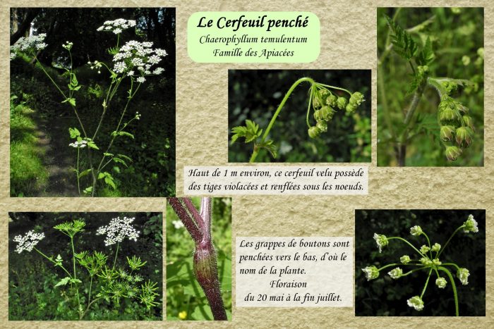 Cerfeuil-penche_1