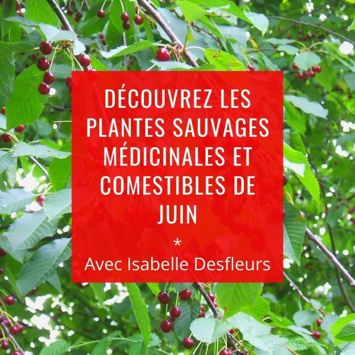 Sortie Plantes sauvages médicinales comestibles juin Paris