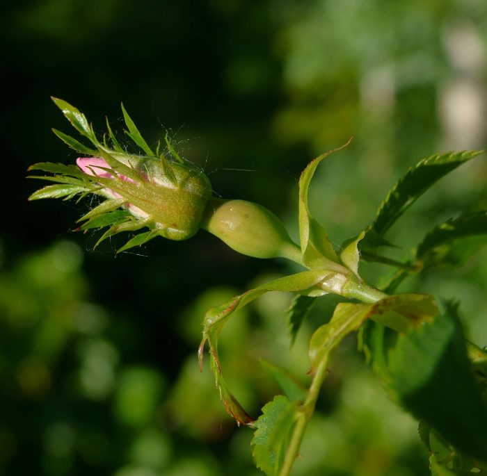 <i>Rosa canina</i> L.