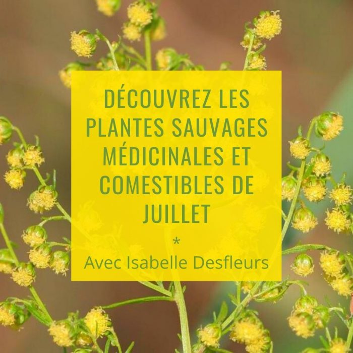 Sortie Plantes sauvages comestibles médicinales juillet Paris