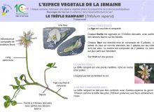 L'espèce végétale de la semaine #19 Achillée millefeuille (Achillea  millefolium) – Tela Botanica