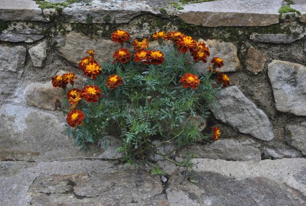 Tagetes patula