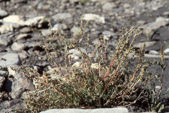 Artemisia umbelliformis Lam. [1783][Dét. Liliane Roubaudi]