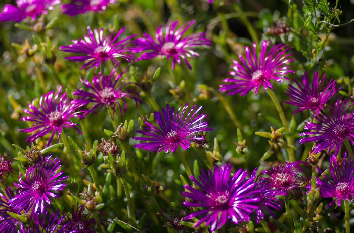 <i>Delosperma cooperi</i> (Hook.f.) L.Bolus [1927]