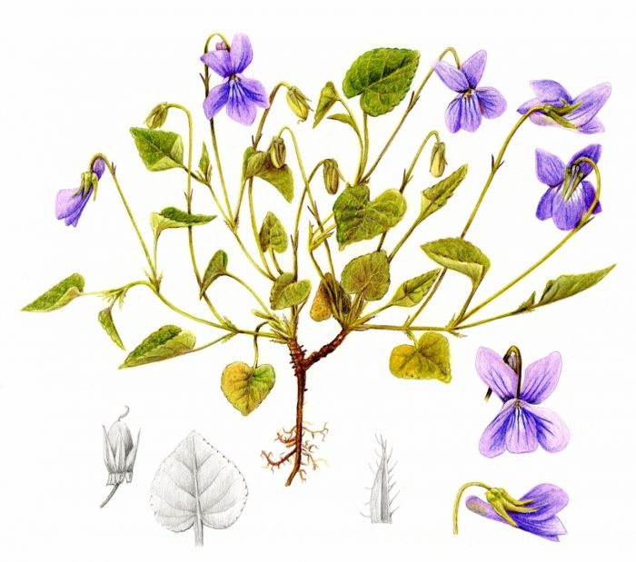 Violette de Rivinus, Viola riviniana par Valérie Rolland CC BY-SA Tela Botanica