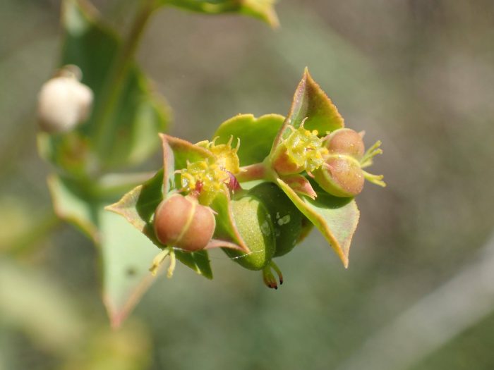 Euphorbia