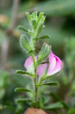 <i>Ononis spinosa </i>var. <i> maritima </i>