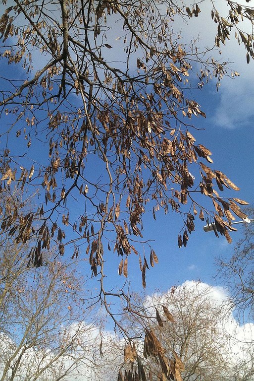 Balade en forêt : Reconnaître un arbre avec ses feuilles — Chilowé