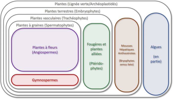 1 - Plantes