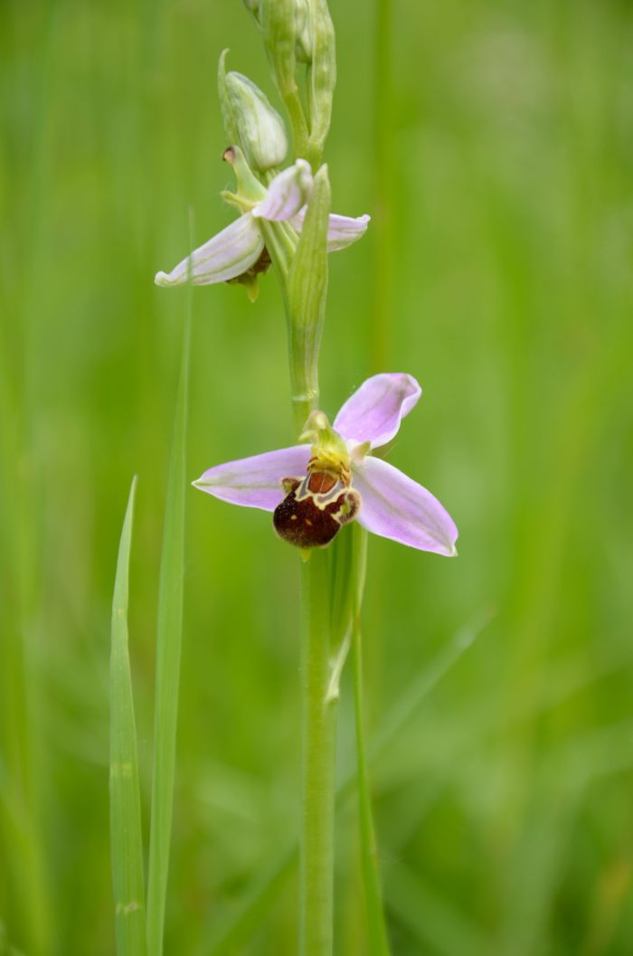 2 - Ophrys apifera