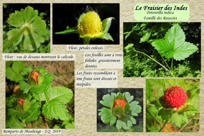 Fraisier-des-Indes_2-scaled