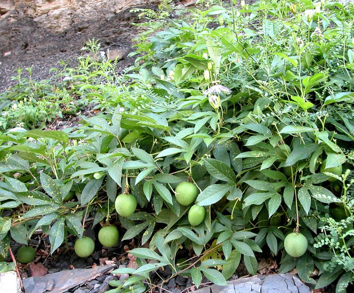 Passiflora incarnata.