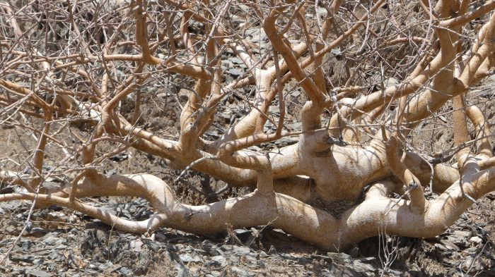 Commiphora virgata Engler (autre) par Gérard Reynaud