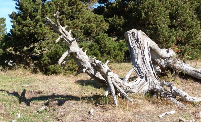 Pinus sylvestris L. [1753] (bdtfx) par René Moulin