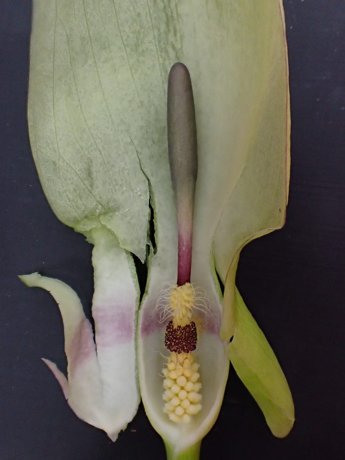 Arum maculatum 8 Marche 8 5 2021