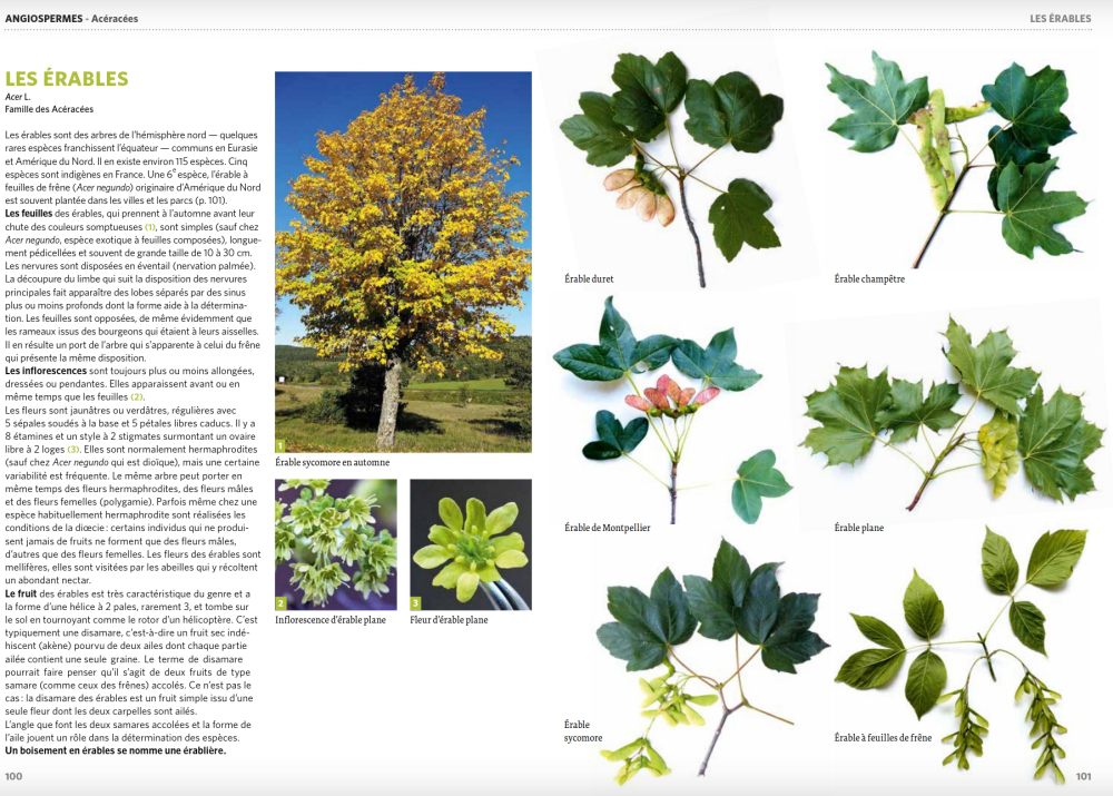 Dictionnaire visuel des arbres et arbustes communs Nvelle éd.