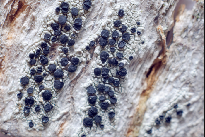 Lichen genre Amandinea_credit Cecile Lambert