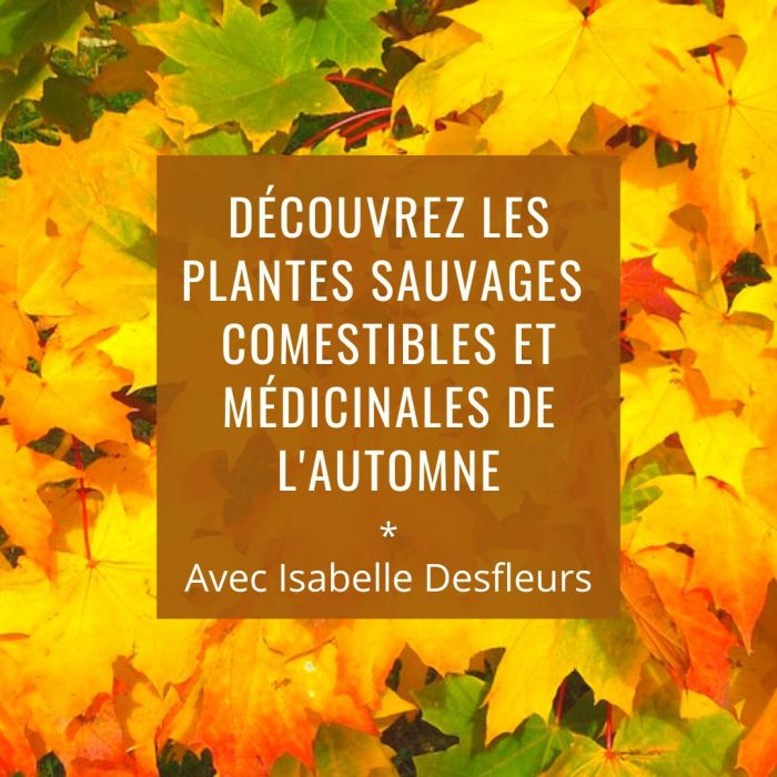 Sortie plantes sauvages comestibles et médicinales automne paris