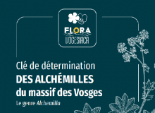 logo couverture Clé de détermination des alchémilles du massif des Vosges - Le genre Alchemilla