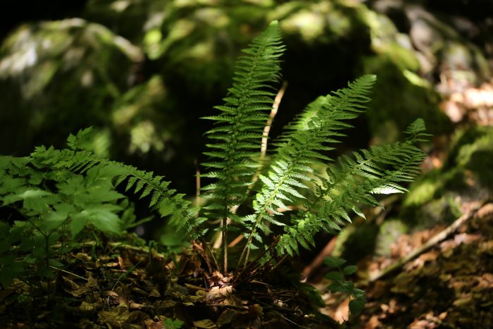 polystichum_aculeatum (1)